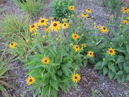 Mulch well and protect from strong winds. 10 Perennials Anyone Can Grow Entertainment Life Goerie Com Erie Pa