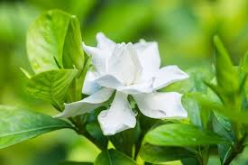 Over 200 gardenia varieties are available in a wide range of height, flower size and color, leaf size and color, blooming time and duration, and shrub habit. How To Plant Grow And Care For Gardenia Flower Successfully Florgeous