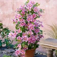 Shop clematis dropper 0.25 oz by flower essence services online at herbspro. Clematis Efeu Und Kletterpflanzen Online Kaufen Clematisonline De