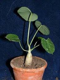 Image result for Ipomoea albivenia