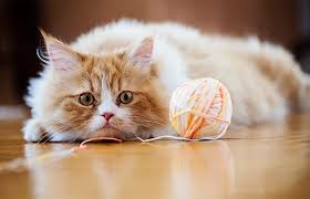 Book your pet's appointment today! Veterinarian In Oklahoma City Ok Hefner Road Animal Hospital