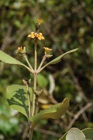 Image result for Avicennia marina