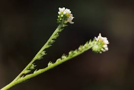 Image result for Euploca ovalifolia