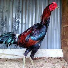 Gambar ayam bangkok brajamusti | sumber : Daftar Harga Ayam Pama Bulan Juni 2021 Terbaru