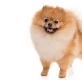 Pomeranian Dog Breed Information
