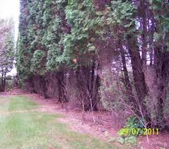 All good things come in threes. Deer Habits And Damage Stop The Deer Damage