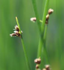 Image result for Schoenoplectus sp.no.1