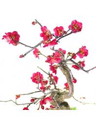 Le stagioni giapponesi sono ben distinte l'una dall'altra, ognuna con le sue caratteristiche e tradizioni, ma è la primavera. Prunus Mume Il Bonsai Dalle Meravigliose Fioriture Colore Bianco