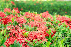 Image result for Rauvolfia nana