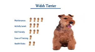 Welsh terrier puppies and dogs. Welsh Terrier Dog Breed Everything You Need To Know At A Glance