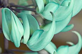 Image result for Strongylodon macrobotrys