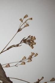 Image result for Emilia abyssinica