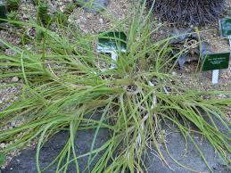 Image result for Aloe ballii