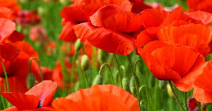 Like native poppies and california poppy, we plant corn poppy seeds in the fall. How To Grow And Care For Poppies Lovethegarden