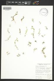 Image result for Bergia pentheriana