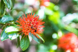 Image result for Combretum constrictum