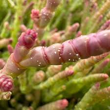 Image result for Asparagus natalensis