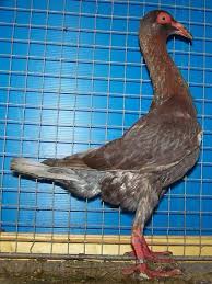 حمام بغدادي Rare Birds Beautiful Birds Dove Bird