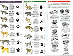 African Animal Tracks Uk