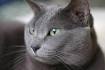 Top 5 grey cat breeds - Yummypets