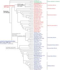 Image result for Triainolepis