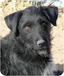 The black & white army. Santa Fe Nm Wirehaired Fox Terrier Meet Sky A Pet For Adoption