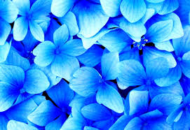 Others not belong to me but i make some modifications, took background, made a pack, put all together and etc. Blue Petal Blossom Wallpaper Top Free Wallpapers