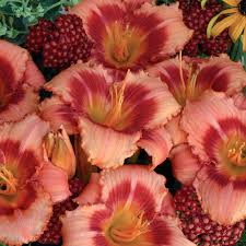 Pin By Liberty Nichols Immasche On Backyard In 2020 Day Lilies Strawberry Candy Easy Perennials