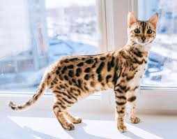 Auf der suche nach einem bengalen? Bengal Katze Eine Raubkatze Fur Zuhause Pfotencafe Leben Mit Hund Und Katze