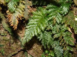 Image result for Abrodictyum rigidum