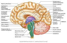 We did not find results for: 7 Brain Ideas Human Brain Brain Human Brain Anatomy