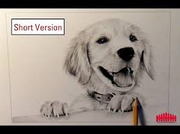 Pencil Drawing Dog 1 How To Draw Fur Short Version Animal Drawings Dog Portraits How To Draw Fur