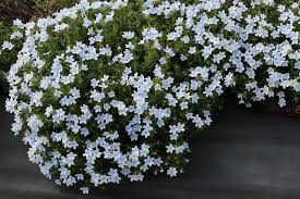 Check spelling or type a new query. Lithodora Crystal Blue Terra Nova Nurseries Inc