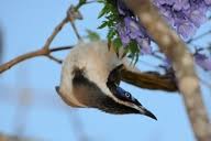 Image result for Cyanotis foecunda