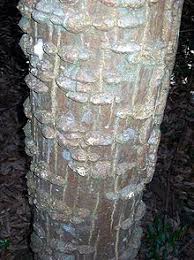 Image result for Erythrina madagascariensis