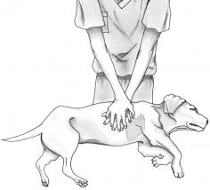 First Cpr Guidelines For Cats And Dogs Released Dog Pet Puppy Cpr Safety Dog Cpr For Dogs Dog Owners Pets