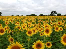 Flowers For Panoramic Sunflower Fields Sunflower Fields Sunflowers Background Sunflower Photo