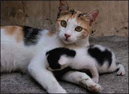 How To Help A Mother Cat Deliver Kittens - Pethelpful