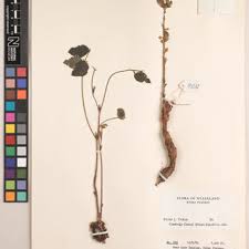 Image result for Dolichos kilimandscharicus