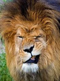 Find hd wallpapers for your desktop, mac, windows, apple, iphone or android device. Lion Old Mobile Cell Phone Smartphone Wallpapers Hd Desktop Backgrounds 240x320 Downloads Images And Pictures