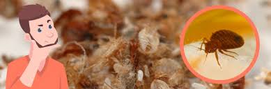 Image result for bed bugs droppings