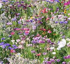 Maybe you would like to learn more about one of these? Amazon Co Uk Cottage Garden Plants
