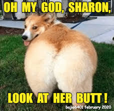 Pin On Animals Dogs