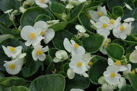 Please Use Drop Down Box To Order Begonia Seeds Wax White Begonia Semperflorens Great Container Garden Bed Patio Pla Begonia Garden Beds Flower Seeds