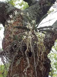 Image result for Aerangis verdickii