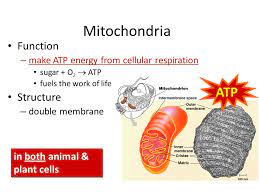 What are mitochondria and where are they found. Mitochondria Are In Both Cells Animal Cells Plant Cells Mitochondria Chloroplast Ppt Download