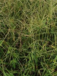 Image result for Digitaria gymnostachys