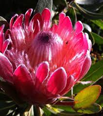This Traditional Flower Of South African Origin The King Protea Is An Artichoke African Origins King Protea Flowers