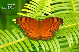 Image result for Tarenna junodii