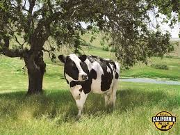 Black And White Cow Name Black And White Cows Under Trees Google Search Cow Dairy Farms Dairy Cows